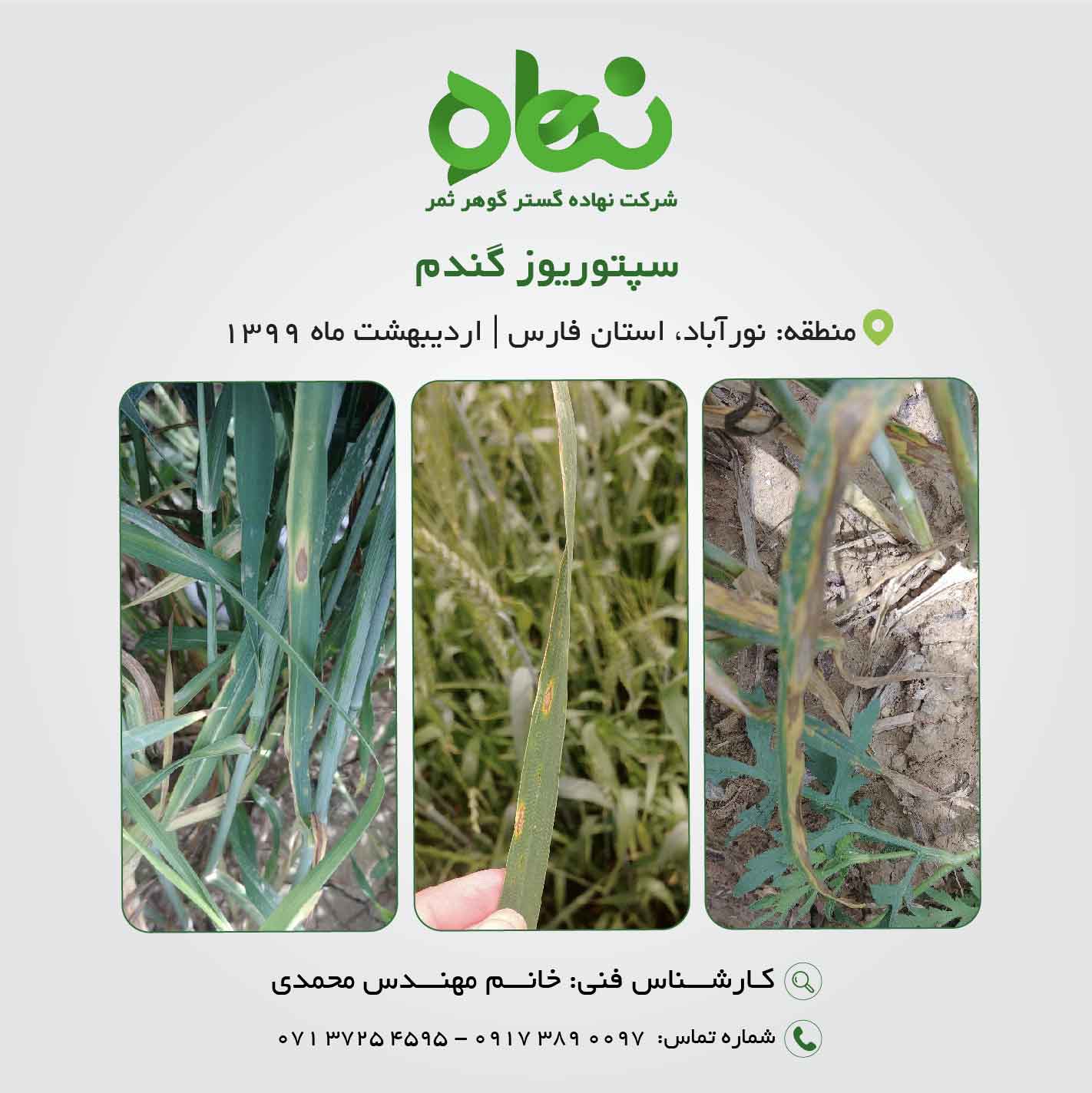 سپتوریوز گندم